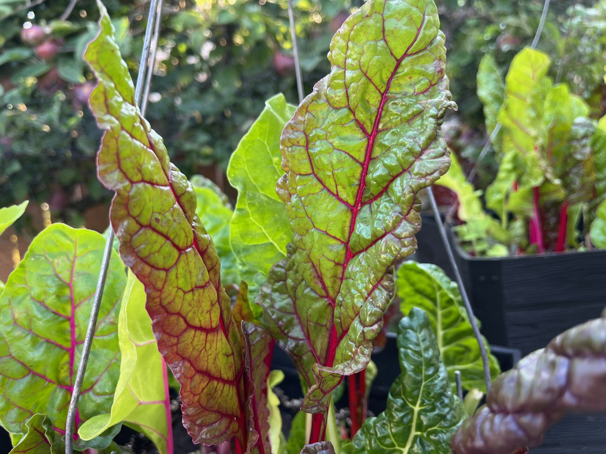 planting vegetables in Surrey