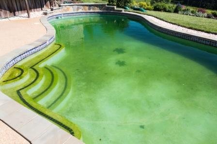 Algae-filled pool